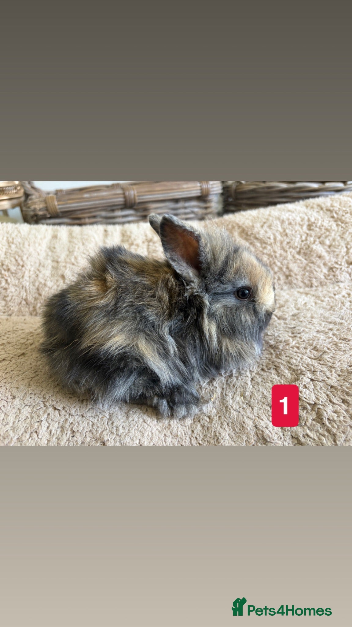 Mixed Breed rabbits Lionhead x Dwarf Lop double maned bunnies - Advert 4