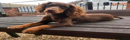 Cocker Spaniel dogs for sale: Stunning kc registered working cocker spaniels - Advert 5