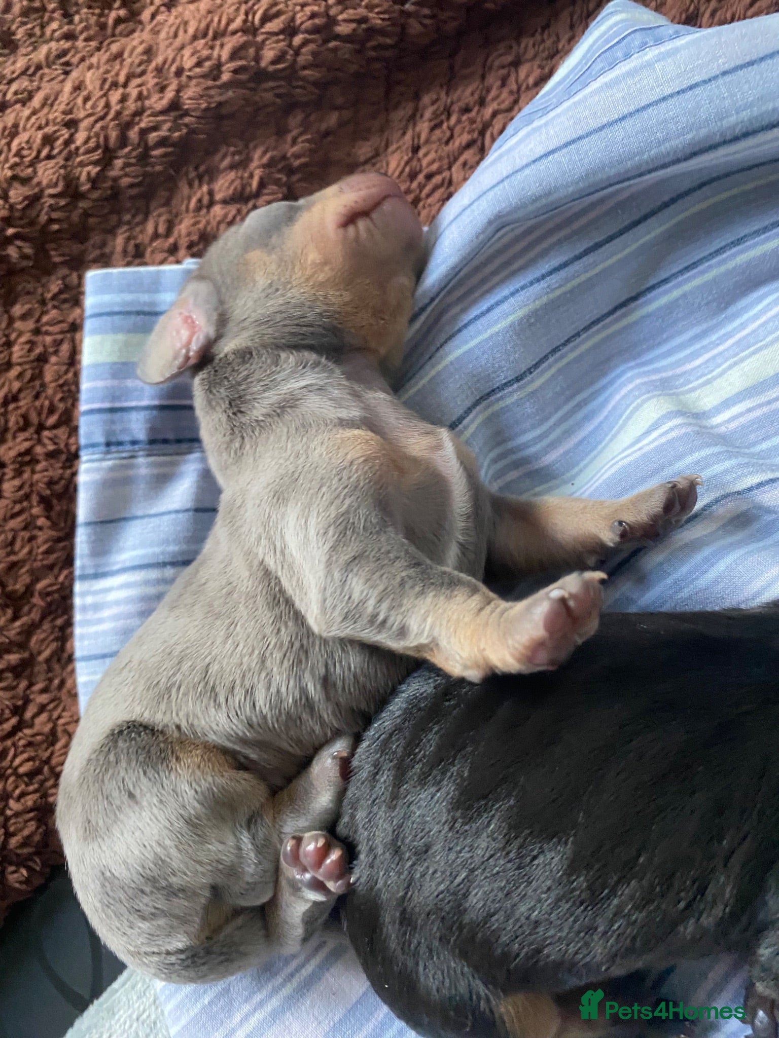 Dachshund dogs Tri silver dapple dachshunds ❤️ - Advert 3