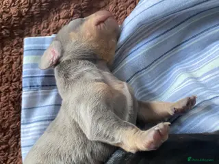 Dachshund dogs Tri silver dapple dachshunds ❤️ - Advert 3