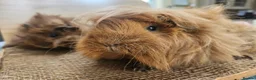 Guinea Pig rodents for sale: Mum and 2 daughters guinea pigs - Advert 5