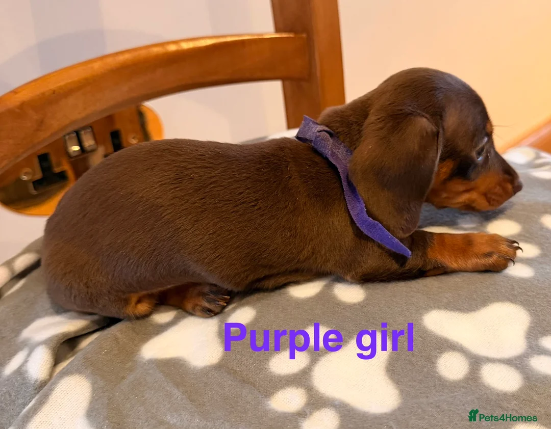 Miniature Dachshund dogs for sale: 5 miniature dachshund puppies  - Advert 12