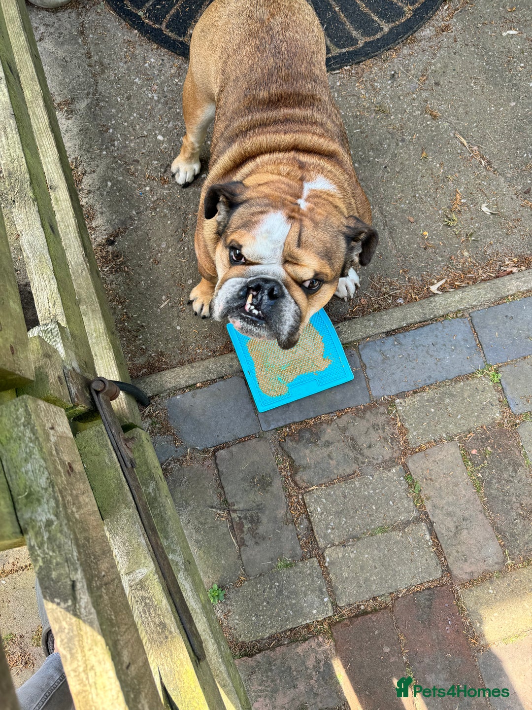 English Bulldog dogs for sale: English bulldog  - Advert 5