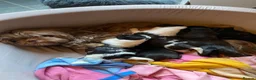 Malshi dogs for sale: 5 Beautiful Malshi Puppies - Maltese x Shih tzu in Chesterfield - Advert 17