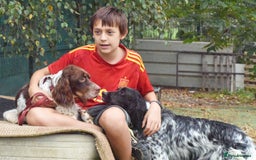 English Setter dogs for adoption: Vito  - Image 5