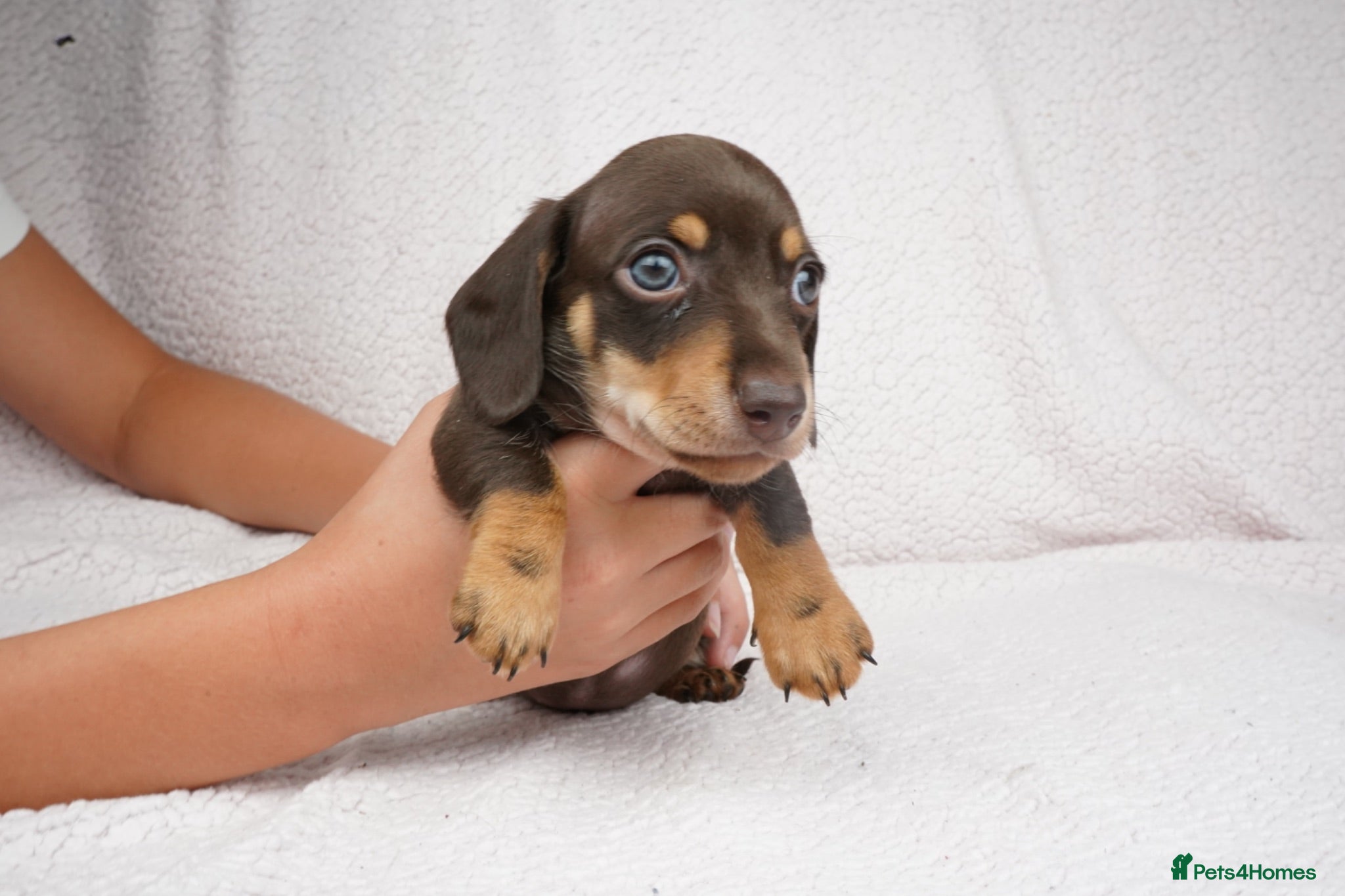 Miniature Dachshund dogs KC Registered Miniature Dachshund Puppies - Advert 1