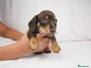 Miniature Dachshund dogs KC Registered Miniature Dachshund Puppies - Advert 1
