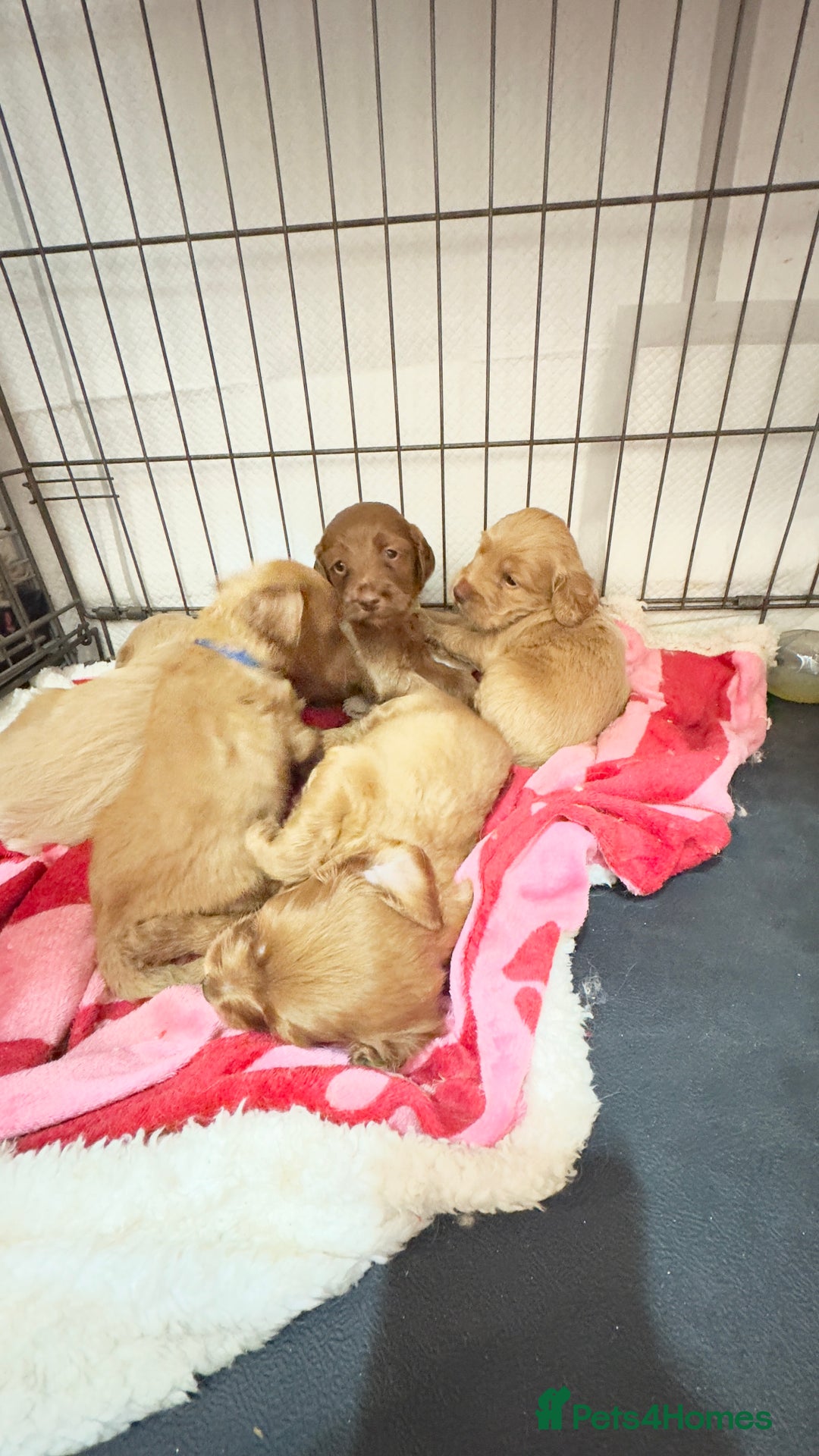 Goldendoodle dogs for sale: Golden doodle puppy’s for sale  - Advert 10