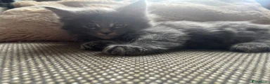 Maine Coon 3