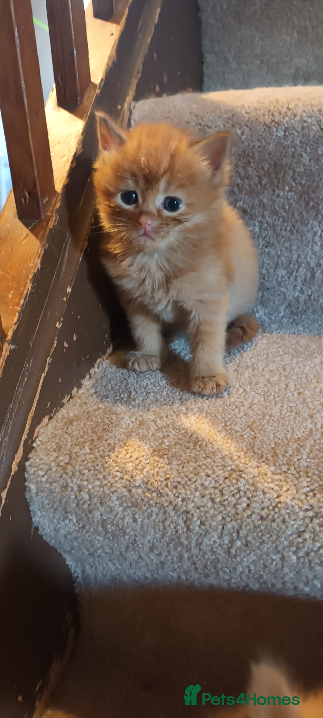 Persian cats for sale: Persian X Beautiful friendly ginger kittens  - Image 14