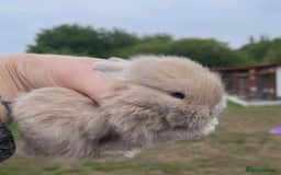 Mini Lop rabbits for sale: Baby mini lops ready to reserve !! - Image 35