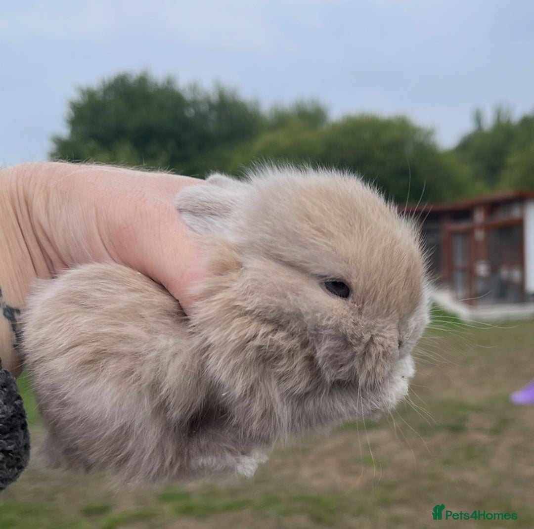 Mini Lop rabbits for sale: Baby mini lops ready to reserve !! - Image 35
