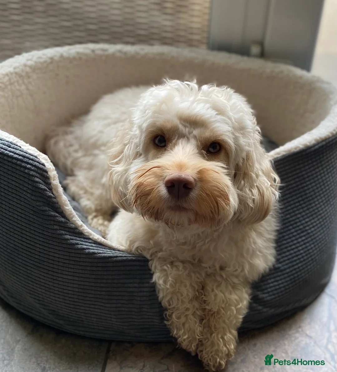 Cockapoo dogs for stud: F1 cockapoo stud health tested in Harwich - Advert 5