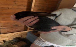 Continental Giant rabbits for sale: Pure Bred Continental Giant Rabbits  - Image 24