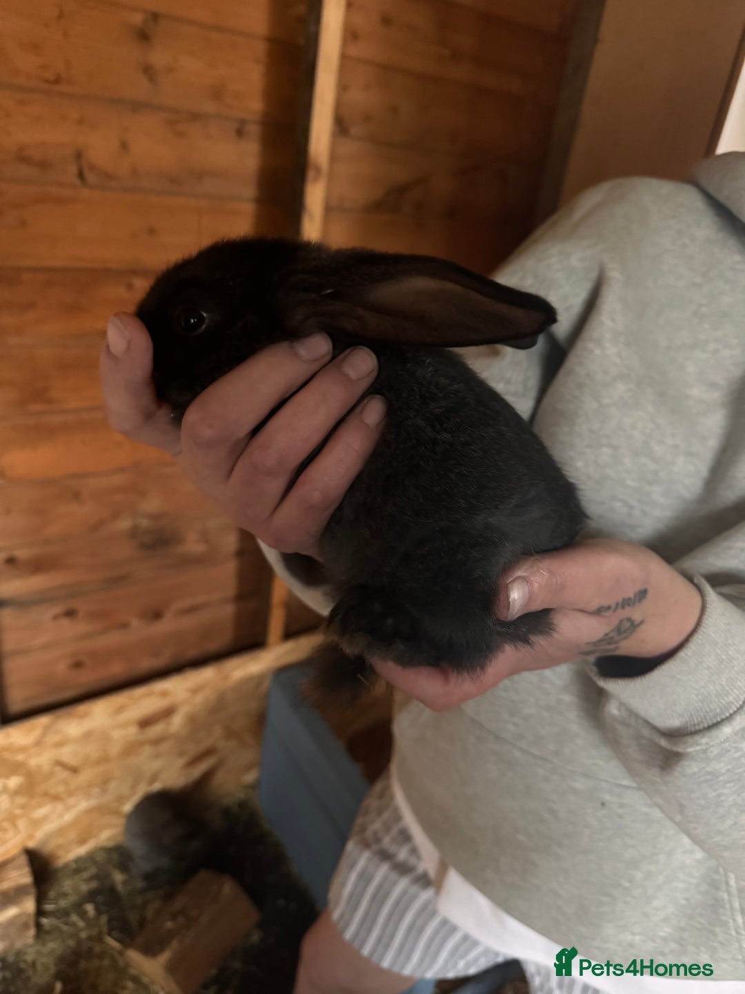 Continental Giant rabbits for sale: Pure Bred Continental Giant Rabbits  - Image 24