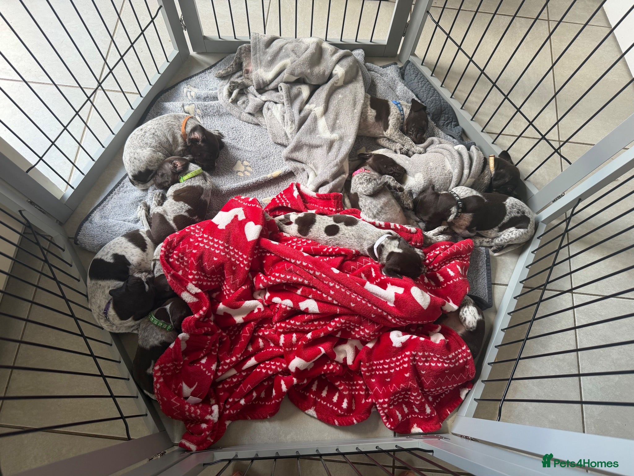 German Shorthaired Pointer dogs Stunning litter of 14 German short-haired pointers - Advert 2