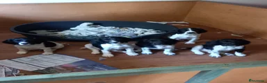 English Springer Spaniel puppies 