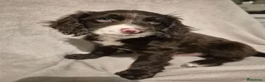 Cockapoo 3