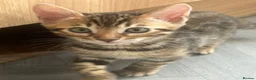 Bengal cats for sale: Bengal kittens  - Advert 31