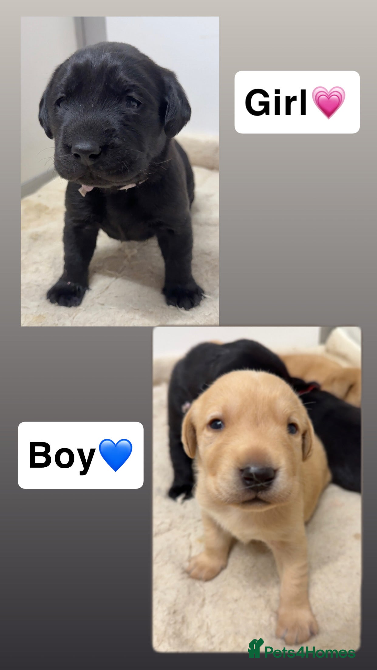 Labrador Retriever dogs Beautiful litter of labradors - Advert 13