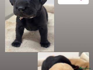 Labrador Retriever dogs Beautiful litter of labradors - Advert 13