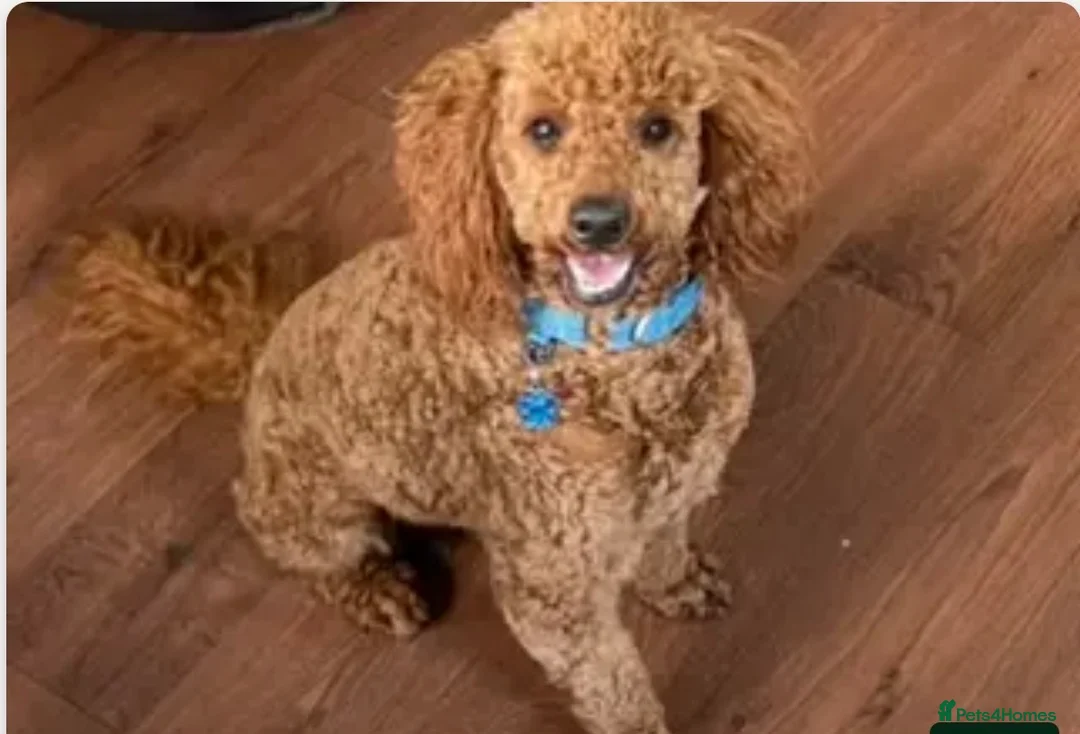 Cockapoo dogs for sale: F1bb cockapoo in Rotherham - Advert 2