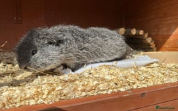 Guinea Pig rodents for sale: Baby guinea pigs for sale - Image 24