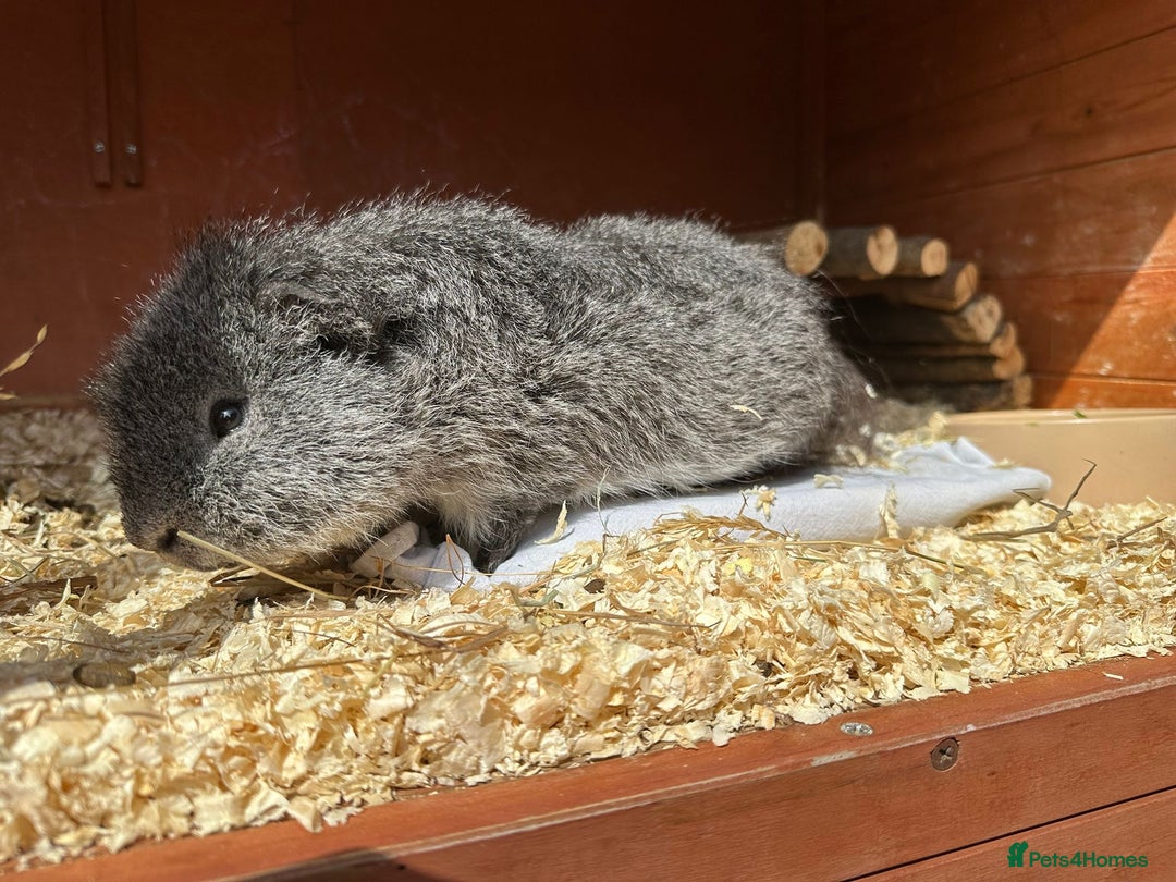 Guinea Pig rodents for sale: Baby guinea pigs for sale - Image 24