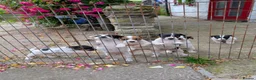 Jack Russell dogs for sale: Small strain Jack Russel pups - Advert 9