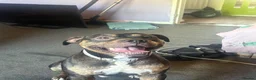 Mixed Breed dogs for sale: My name boss in Portsmouth - Advert 3