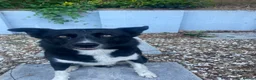 Border Collie dogs for sale: Border Collie in need of a calm home - Advert 7
