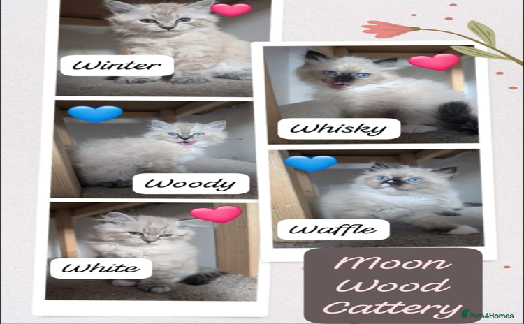 Siberian cats - Advert 4