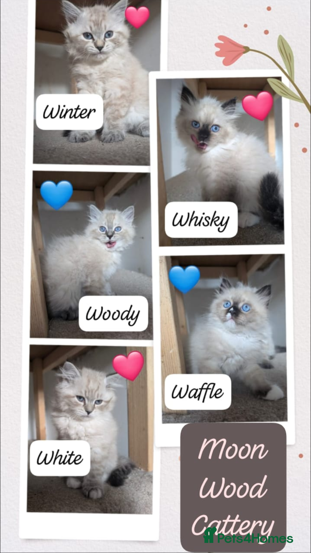 Siberian cats for sale: Litter "W" Neva Masquerade - Image 1