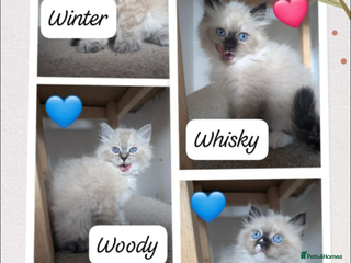 Siberian cats - Advert 2