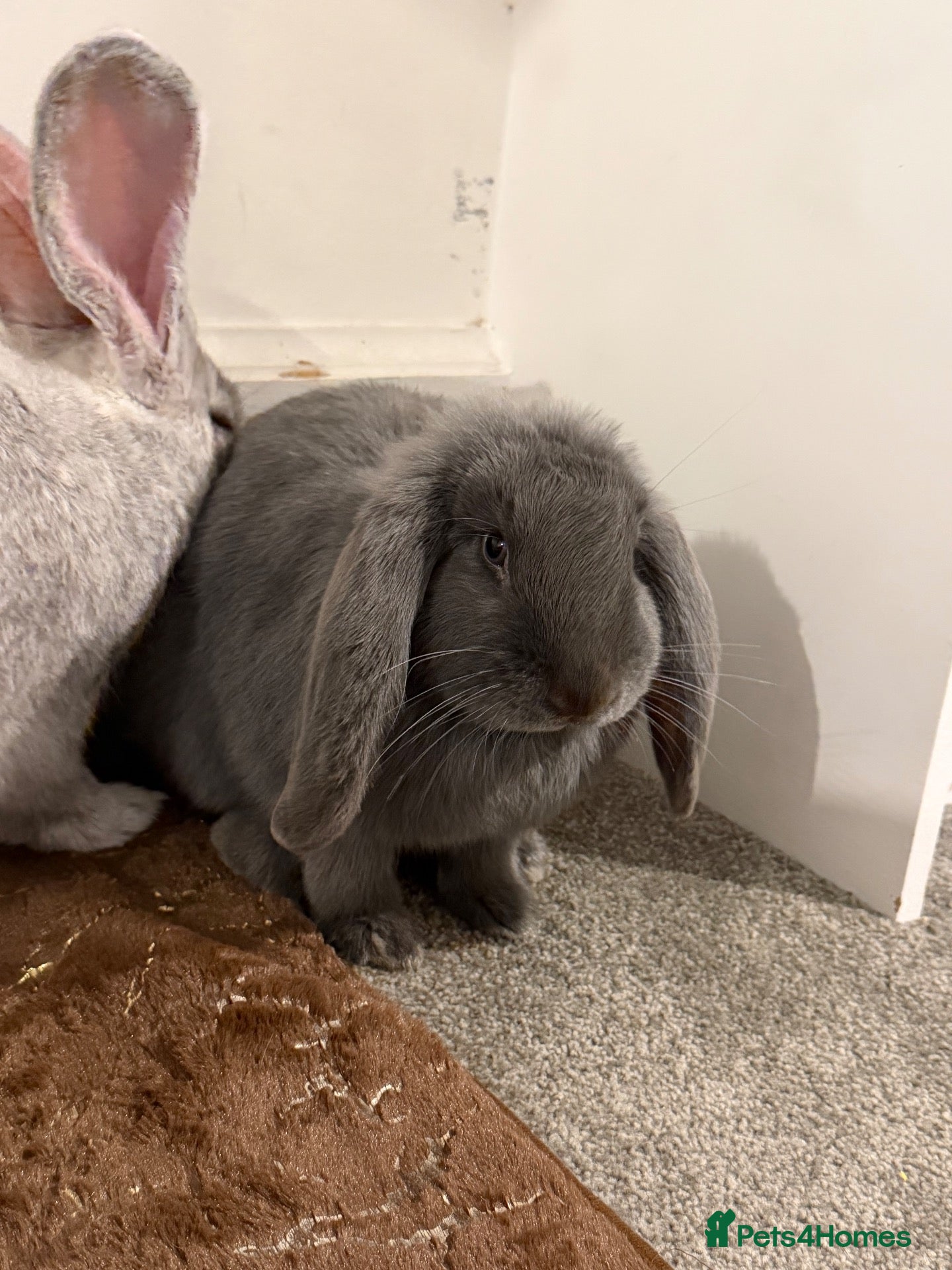 Mixed Breed rabbits Mix bread  - Advert 1