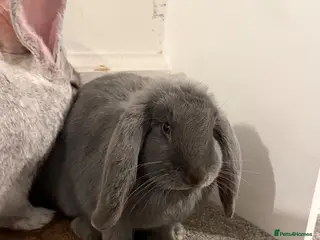 Mixed Breed rabbits Mix bread - Advert 1