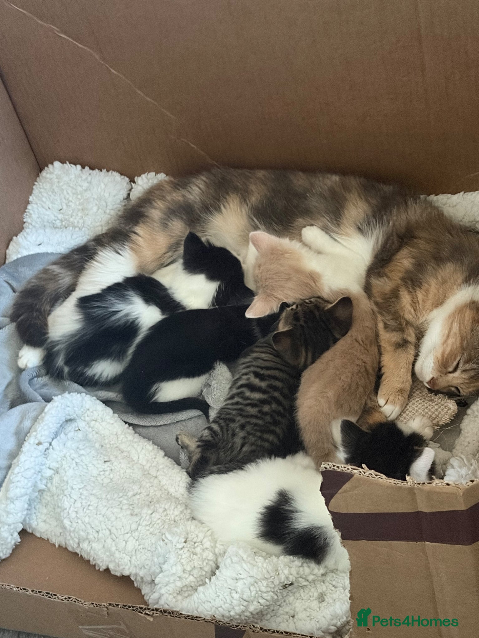 Mixed Breed cats 1 female kitten for sale - Advert 4