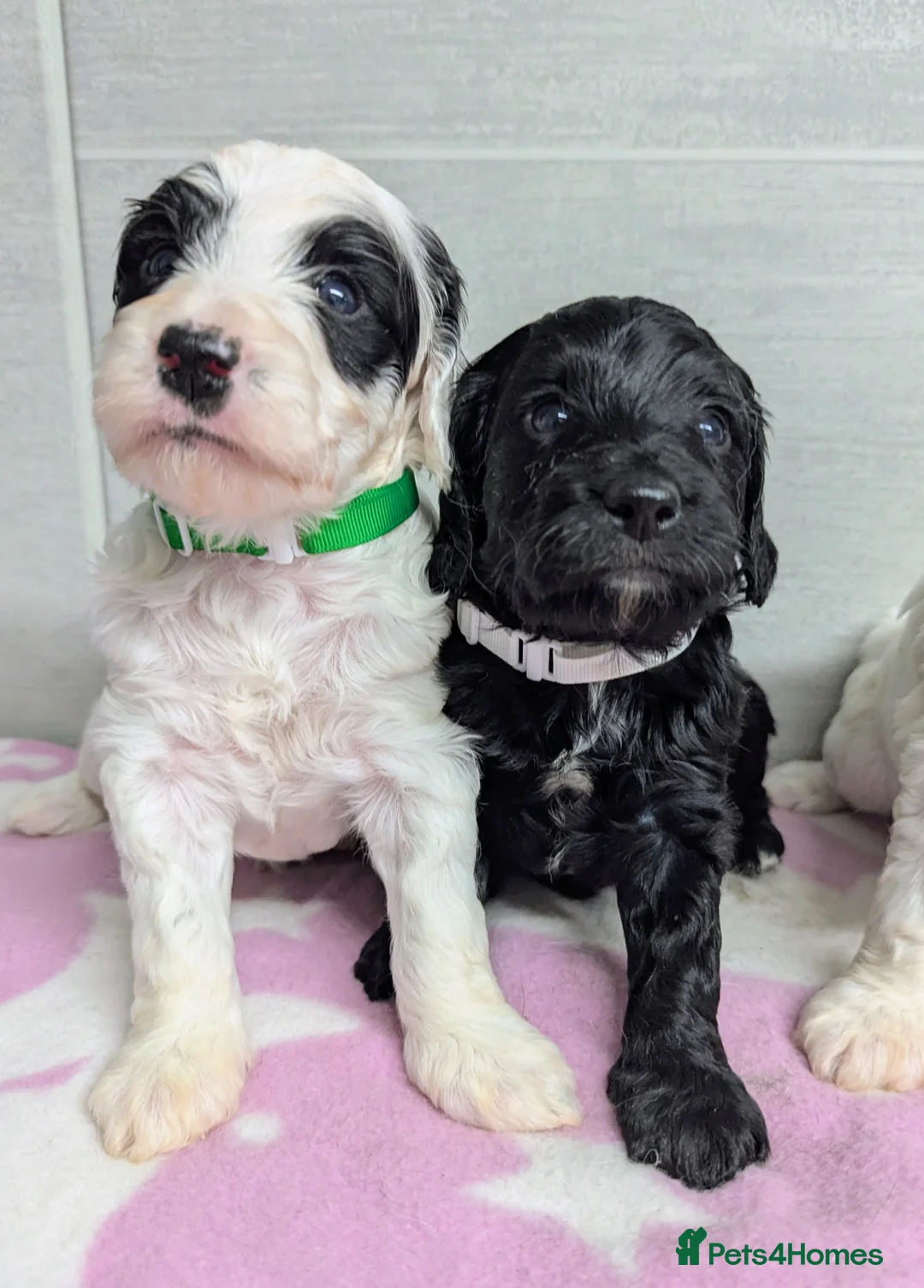 Cockapoo dogs for sale: Merle and Parti fully DNA health tested cockapoos  - Advert 17