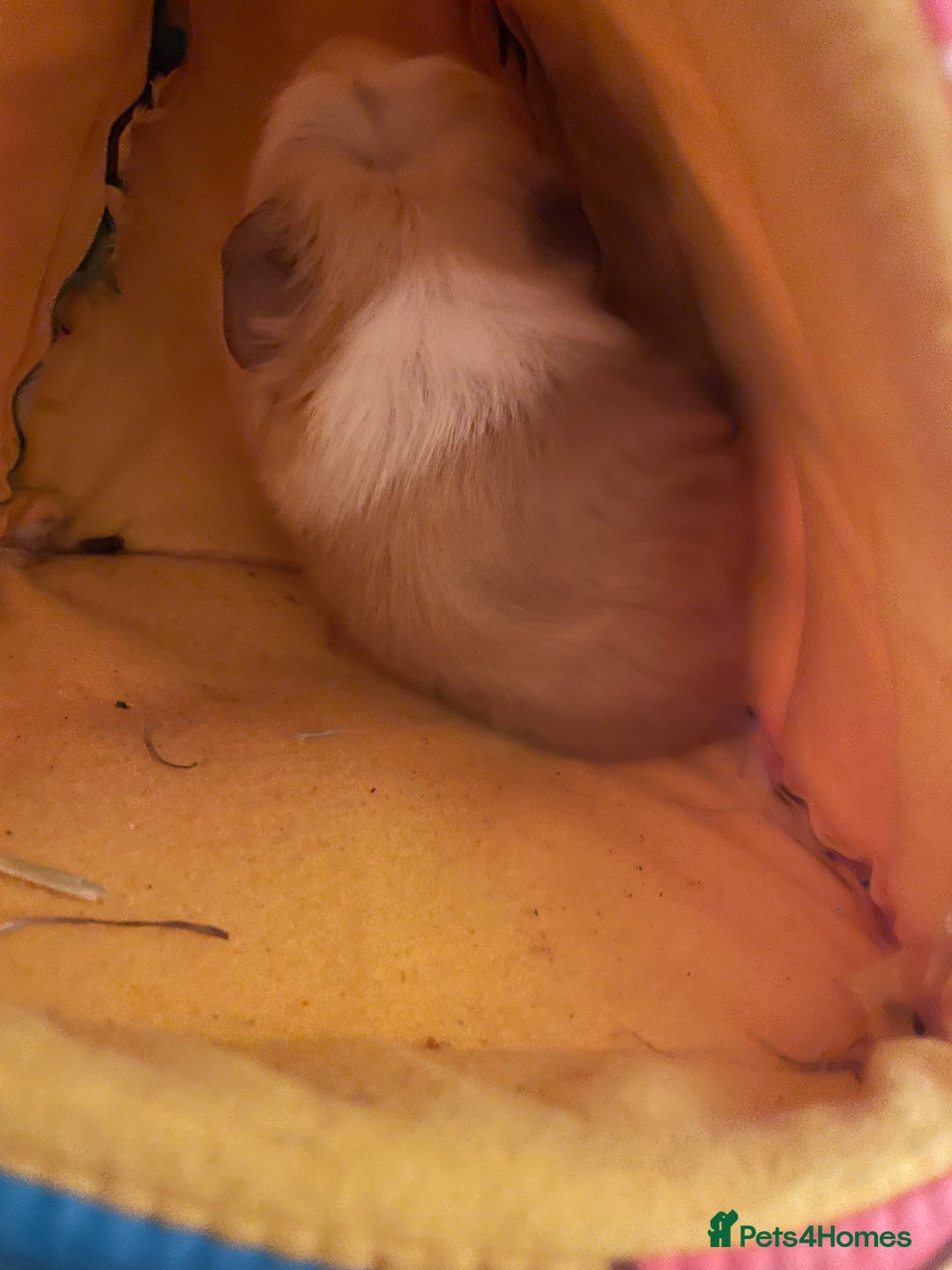 Guinea Pig rodents for sale: Male baby guinea pig - Advert 3