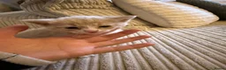 Mixed Breed cats for sale: Five mixed breed - Advert 4