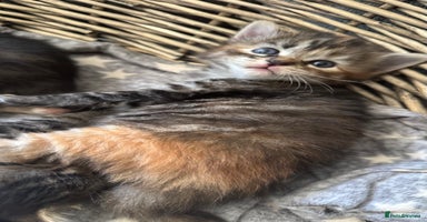 Mixed Breed cats - Advert 2