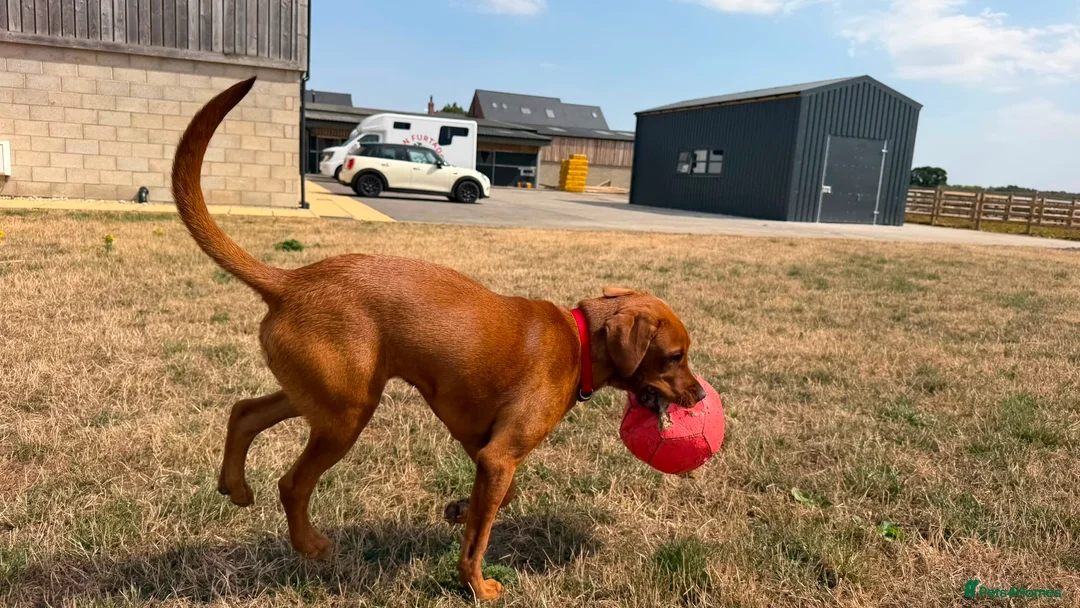 Labrador Retriever dogs for sale: Teddy - Advert 2