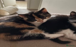 Mixed Breed cats for sale: Beautiful Ragdoll x British short kittens  - Advert 7