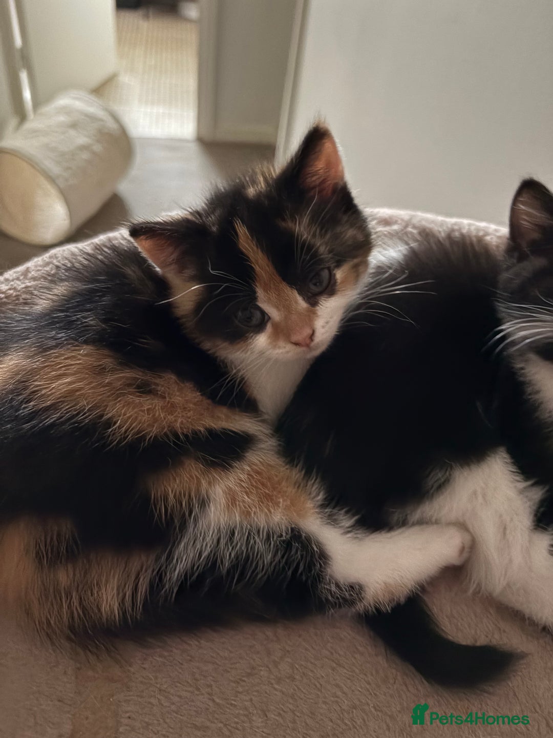 Mixed Breed cats for sale: Beautiful Ragdoll x British short kittens  - Advert 7