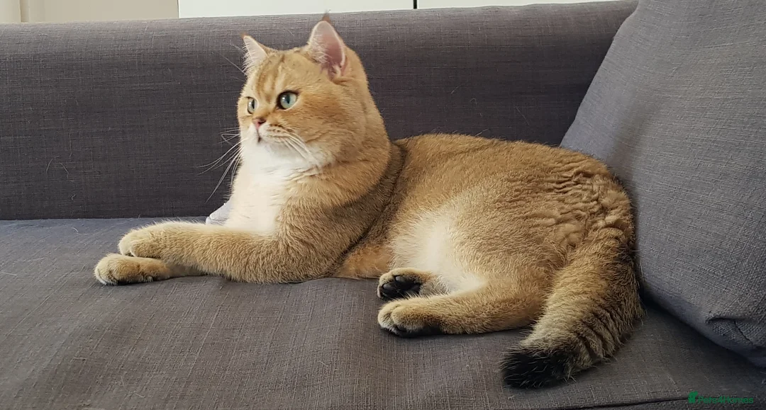 Scottish Fold cats for stud: GOLD CHINCHILLA SCOTTISH STRAIGHT PEDIGREE. STUD in London - Advert 13