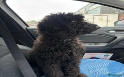 Cockapoo dogs for sale: 4 1/2 month cockapoo looking for his forever home - Image 3