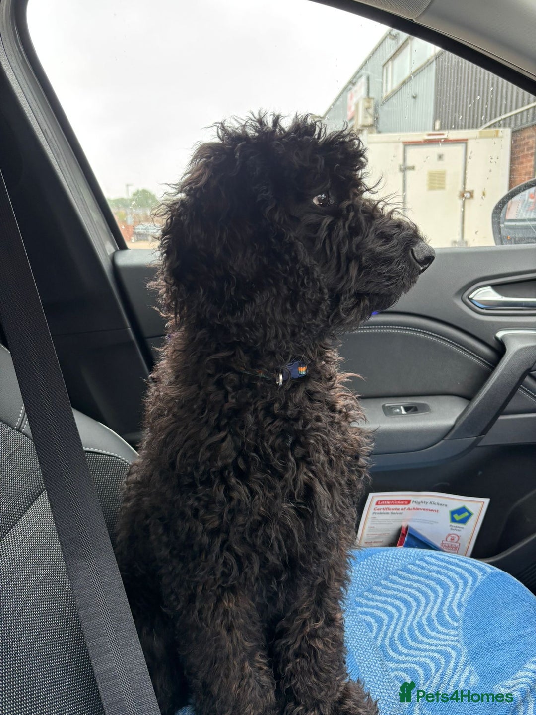 Cockapoo dogs for sale: 4 1/2 month cockapoo looking for his forever home - Image 3