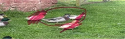 Ducks poultry for sale: Ducks seeking new pond  in Cockburnspath - Advert 4