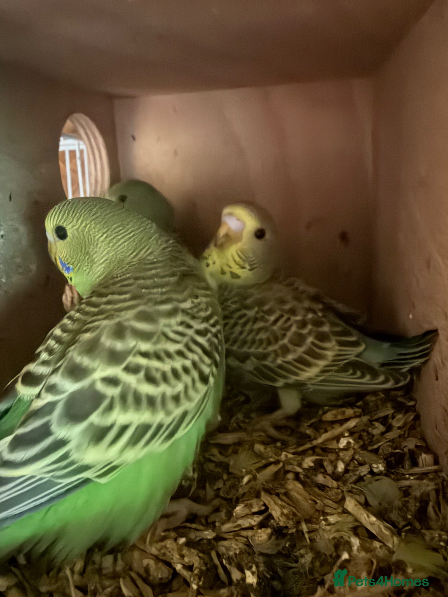 Budgerigars birds Baby budgies  - Advert 1