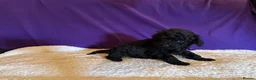 Toy Poodle dogs for sale: GORGEOUS Toy Poodles, DNA health tested parents  - Advert 31